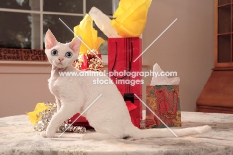 white Devon Rex