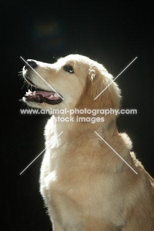 Golden Retriever puppy on black background