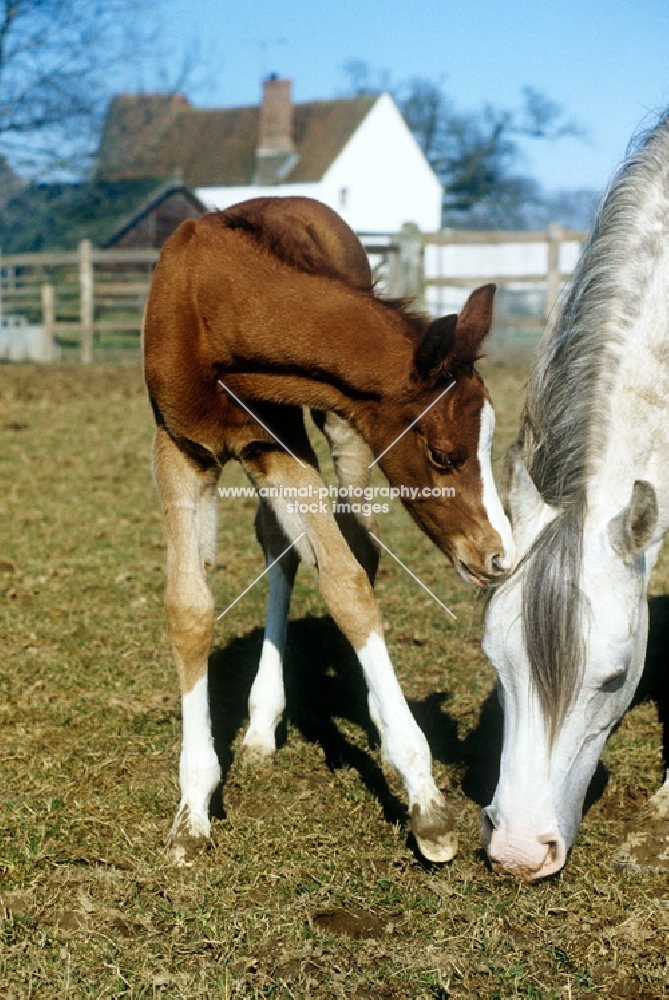 arab foal nuzzling mother