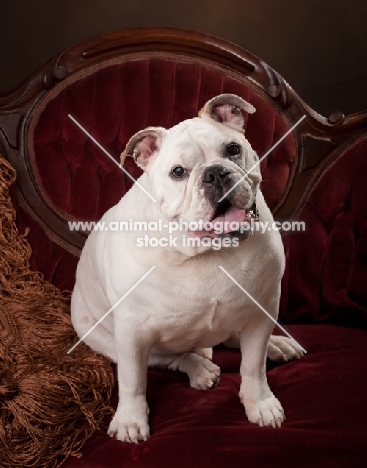 Bulldog sitting in chair