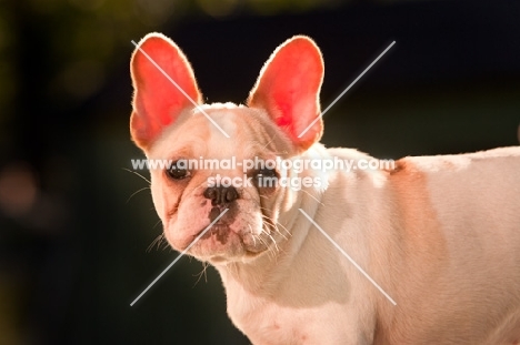 young French Bulldog