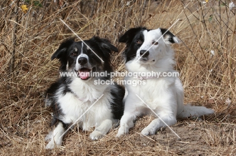 Border Collies lying down