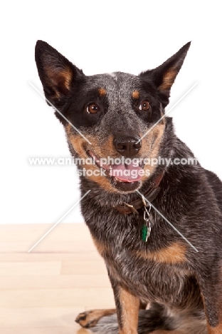 Australian Cattle Dog