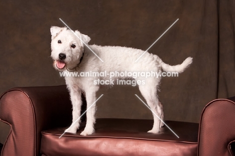 Cross bred standing (jack russell cross)