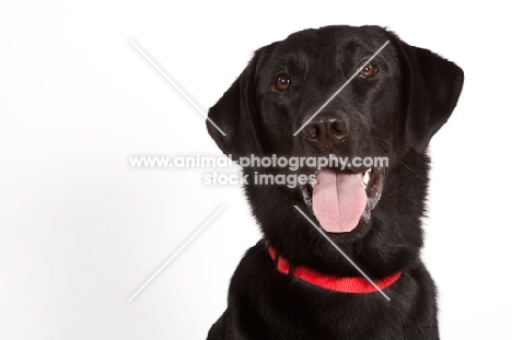 black Labrador Retriever on white background