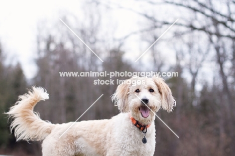 Wheaten Terrier Crossebred, side view