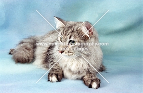 silver tabby Norwegian Forest cat, lying down