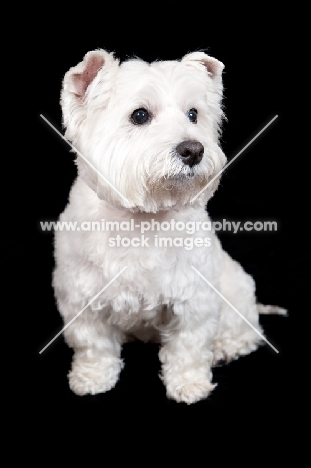 West Highland White Terrier sitting on black background