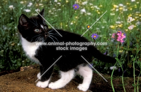 black and white kitten with flowers