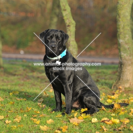 black labrador sat in trees