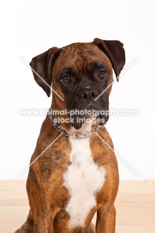 Boxer wearing prong collar