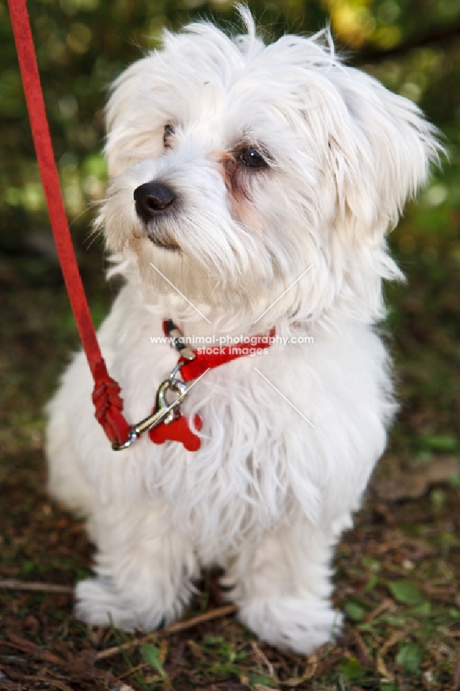 white mongrel dog on red leash