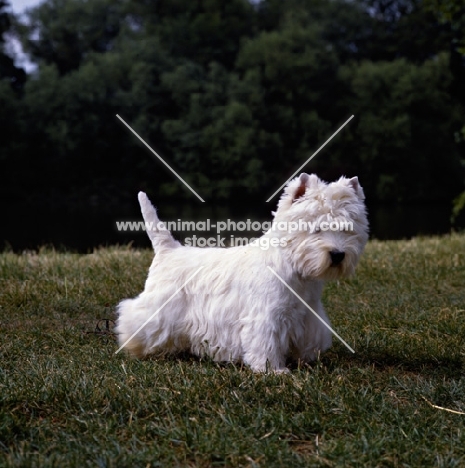 west highland white terrier, champion olac moon pilot, best in show crufts 1990, walking off in a grump