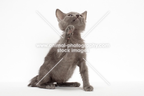 Russian Blue kitten sitting on white background, reaching up