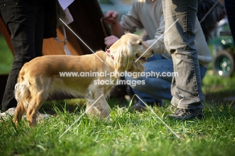 side view of an english cocker spaniel standing amongst people