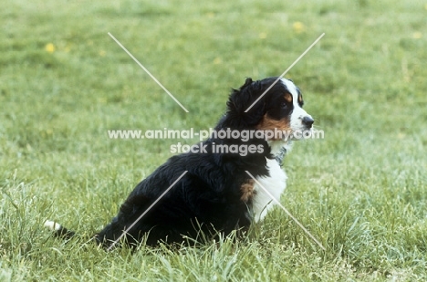 bernese mountain dog puppy