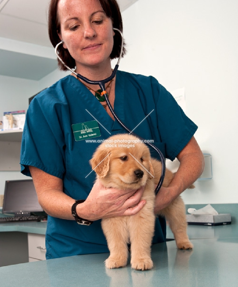 Golden Retriever puppy at the vets