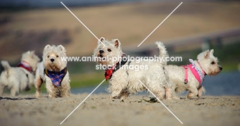 West Highland White Terriers on beach