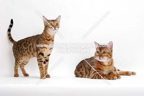 two Bengals, one lying, one standing