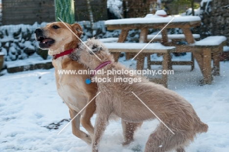 Mongrels playing in winter