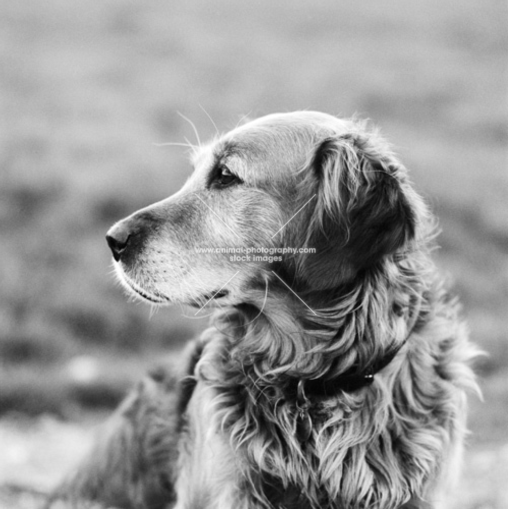 elderly golden retriever