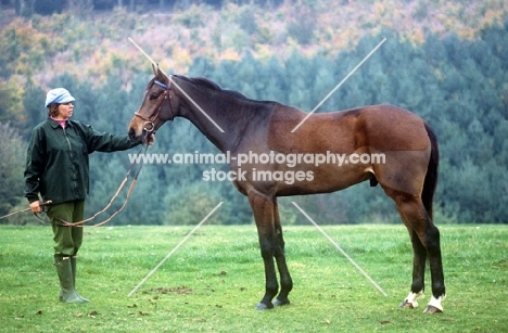 horse showing blanket clip