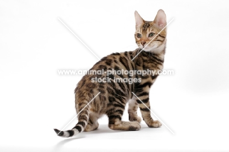 young Bengal cat, standing