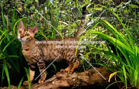 bengal standing on a log