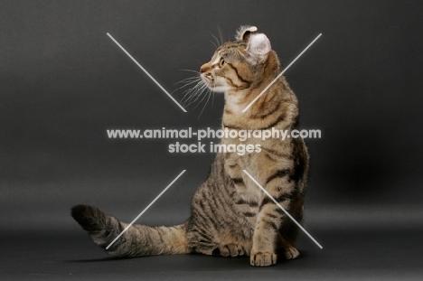 Brown Spotted Tabby American Curl