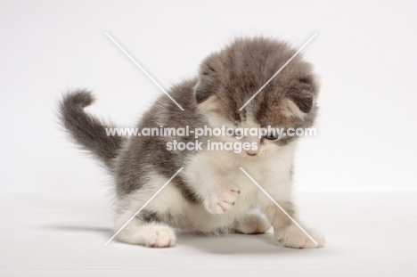 Blue Classic Tabby & White Scottish Fold kitten, looking down