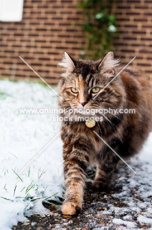 non pedigree cat walking in snowy garden