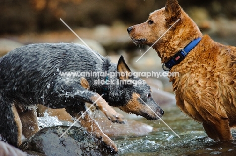 blue and red Australian Cattle Dogs in water