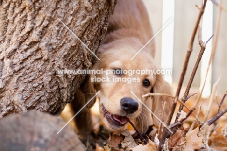 curious Golden Retriever puppy