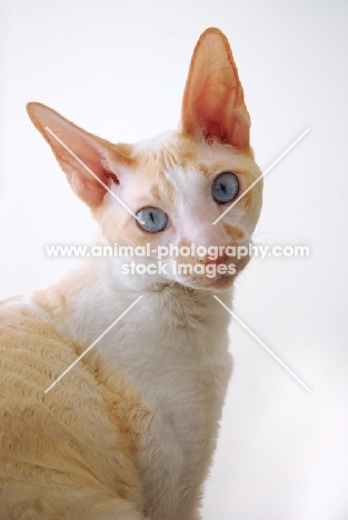 blue eyed Cornish Rex