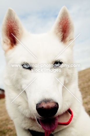 white Siberian Husky