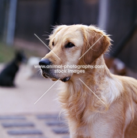 pet golden retriever head portrait