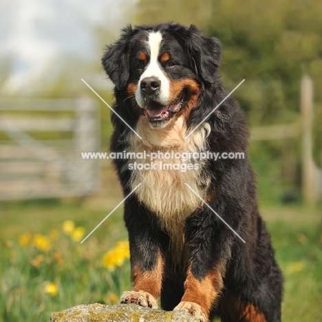 Bernese Mountain Dog