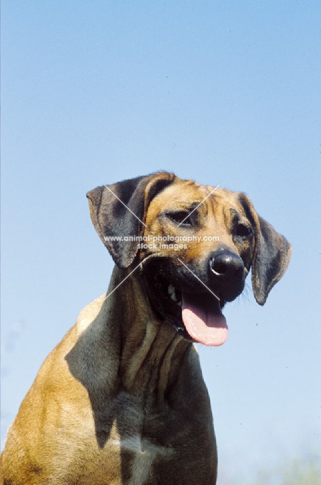 Rhodesian Ridgeback portrait, blue sky