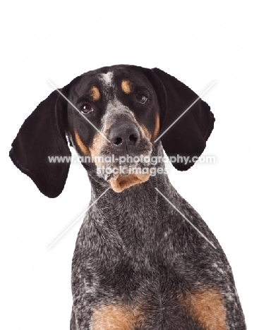 dog on white background looking at camera