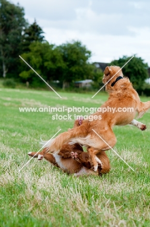 Nova Scotia Duck Tolling Retrievers playing in field