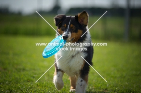 black tri color australian shepherd running with a frisbee