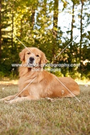 Golden Retriever in summer