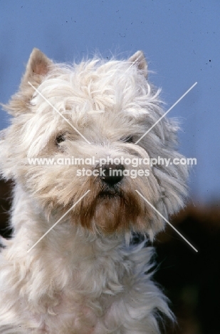 west highland white terrier looking shaggy