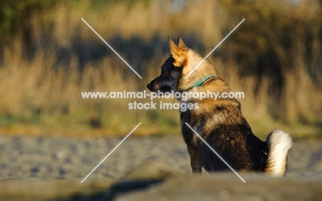 Swedish Vallhund, back view