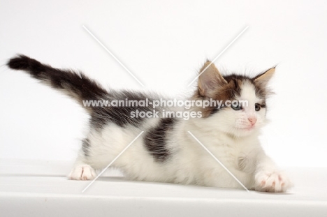 Brown Tabby & White Norwegian Forest kitten in studio