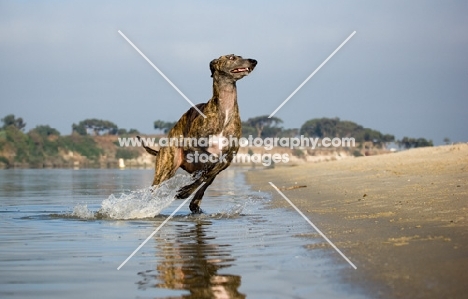 brindle Greyhound running out of water