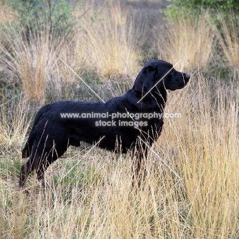 labrador in long grass