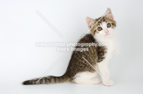 tabby and white kitten sitting