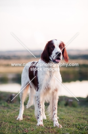 Irish red and white setter