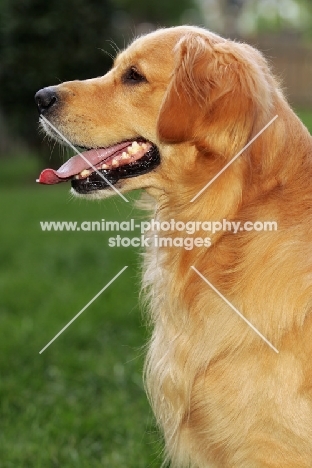 Golden Retriever in profile